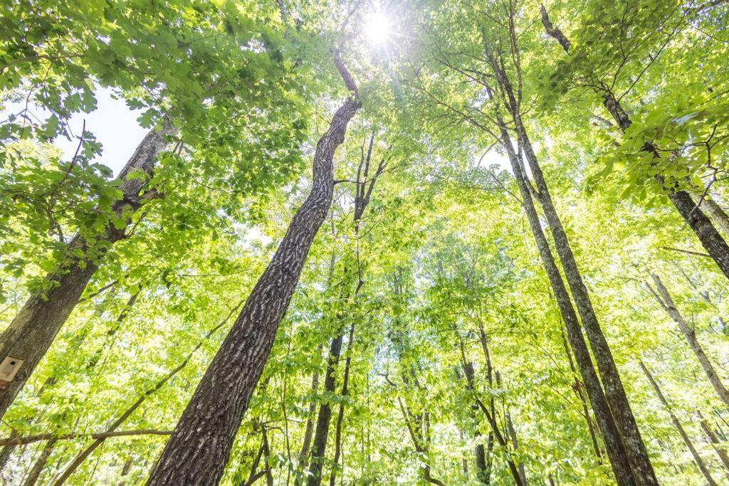 Pet Friendly Luxury Cabin Near Helen With Fire Pit Cleveland Luaran gambar